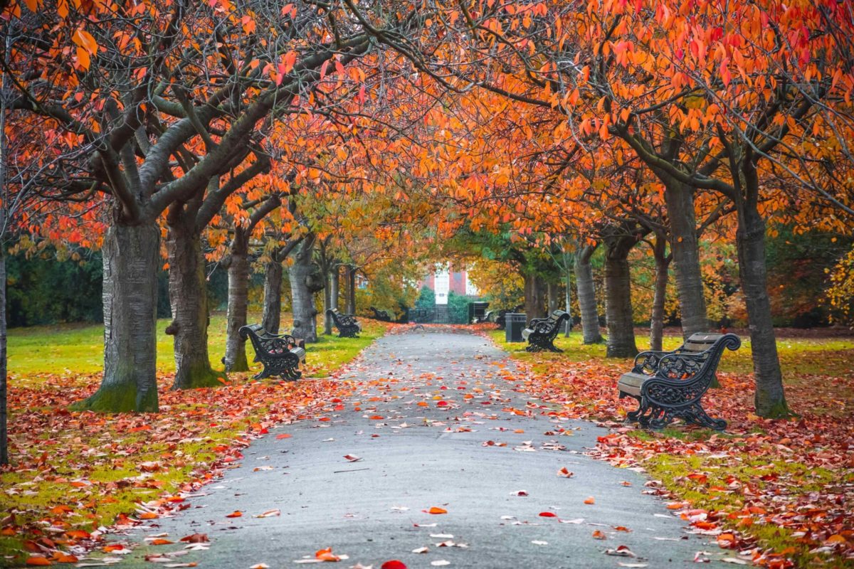 A road with benches and trees in the background.